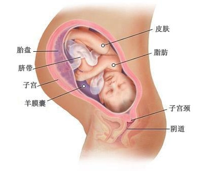 怀孕第39周的胎儿发育标准