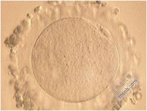 什么是试管婴儿胚胎中的细胞碎片？