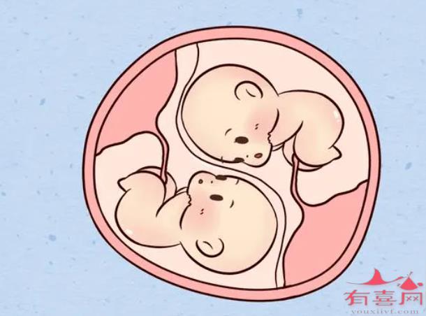 两个卵泡排出后能产生双胞胎吗？