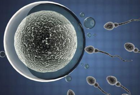 柳州助孕龙凤胎选性别：这些是试管婴儿中新鲜胚胎和冷冻胚胎移植之间的主要区别。继续阅读，了解你应该如何选择